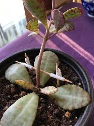 Image result for Kalanchoe humilis