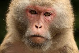 Scientists conducting routine surveillance for yellow fever in the zika forest of uganda isolate the zika virus in samples taken from a captive, sentinel rhesus monkey. Ojhijtcfftwdpm