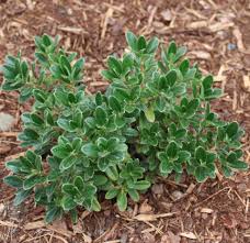 Image result for Xylopia collina