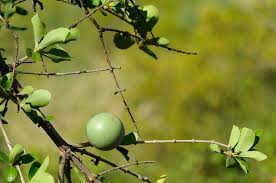 Image result for Strychnos madagascariensis