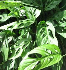 The Tropical Rainforest Is A Cradle Of Diversity Swiss Cheese Plant Cheese Plant Plants