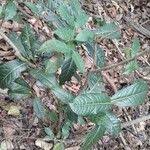 Image result for Rinorea ilicifolia