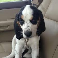 Beagle Cocker Spaniel Mix Black And White Adopt Bentley On Adoptable Beagle Beagle Mix Puppies Beagle Dog