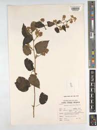 Image result for Mikaniopsis