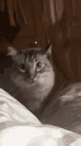 Kitten Pounce Gifs Tenor Lol cats cute kittens cat funny adorbs amanda nation tattoo comics illustration wow pounce tackle fight tots kitty months notes.