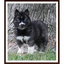 Information about agouti husky puppies for sale are you looking for agouti siberian husky puppies? Pin On My Huskies