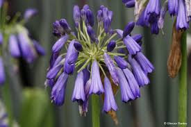 Image result for Agapanthus inapertus