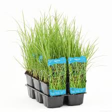 Image result for Cyperus longus