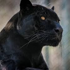 131 Likes 7 Comments Wild Animal Photography Instathejungle On Instagram The Beautiful Blac Wild Animals Photography Wild Animals Pictures Animals Wild