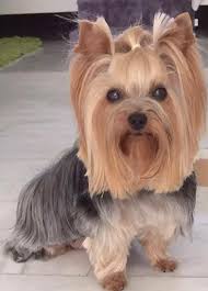 Cute Yorkie With Longer Haircut Yorkiestuff Yorkshire Terrier Yorkie Dogs Yorkshire Terrier Puppies