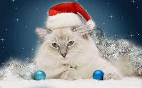Christmas Cat Wallpaper Free Bella In Her Santa Hat Christmas Cats Merry Christmas Wallpaper Cat Wallpaper