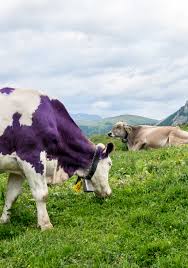 Estas vacas purpuras son las estrellas fugaces del anochecer, ¿cómo? La Vaca Purpura Resumen Seth Godin
