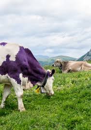 Analisis, ideas y descarga en pdf la nueva p es la vaca púrpura1. La Vaca Purpura Resumen Seth Godin