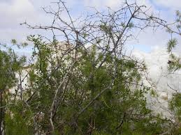 Image result for Asparagus suaveolens