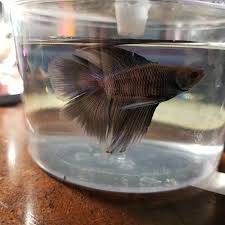 Can Male Betta Have Vertical Stress Stripes My Aquarium Club