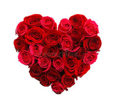 Zinnia elegans flower daisy lane seed red flower. 500 358 Roses Photos Free Royalty Free Stock Photos From Dreamstime
