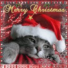 Check out our kitten picture selection for the very best in unique or custom, handmade pieces from our prints shops. Christmas Kitten Gifs Tenor