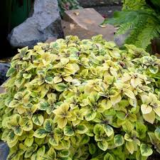 Image result for Plectranthus swynnertonii