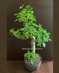 Image result for Commiphora zanzibarica