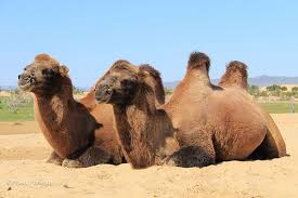 A camel's hump doesn't contain water or bone… it's fat. Bactrian Camels On Behance