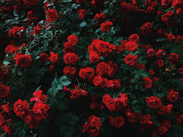 Free download latest collection of aesthetic wallpapers and backgrounds. Dark Rose Aesthetic Laptop Wallpapers Top Free Dark Rose Aesthetic Laptop Backgrounds Wallpaperaccess