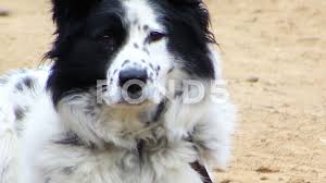 Black And White Cattle Dog Long Hair Spotted White Dog With Black Around The Eye Tied To The Chain Slow Motion Stock Footage Ad Black Eye Dog Spotted White Dogs Dogs Black Around Eyes