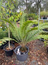 Image result for Encephalartos chimanimaniensis