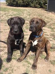 Top free images & vectors for pitbull lab mix puppies for sale in png, vector, file, black and white, logo, clipart, cartoon and transparent. Lab Mix Puppies For Sale Nex Tech Classifieds