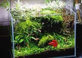 Best Substrate For Betta Complete Guide Find Me 10