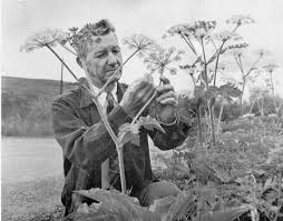 LeRoy Ellsworth Detling (1898-1967)