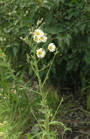 Image result for Lactuca indica