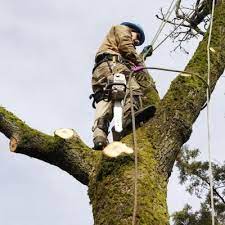 Excellent Tree Professionals Tree Service Tree Removal Yard Project