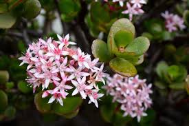 Maybe you would like to learn more about one of these? Succulent With Pink Flowers Yes It Does Exist And We Have 20 Of Them For You