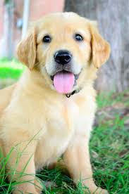 Find golden retriever for sale near you or sell to local buyers. Washington Boy Kinderlind Golden Retriever Akc Sold Http Kinderlindgoldenre Wix Com Kgoldenretriev Cute Puppies And Kittens Cute Animals Golden Retriever