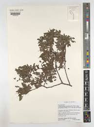 Image result for Cryptosepalum exfoliatum