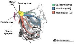 The Trigeminal Nerve Cn V Course Divisions