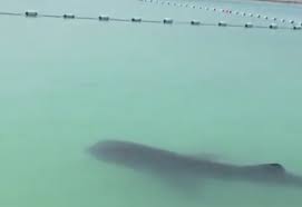 Modern sharks are classified within the clade selachimorpha (or selachii) and are the sister group to the rays. Watch Close Up Footage Of Whale Shark Swimming At Abu Dhabi Corniche News Time Out Abu Dhabi