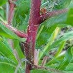 Image result for Oenothera indecora