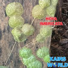 Image result for Rogiera cordata