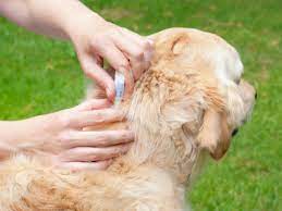What is the most common tick? Ticks Pets Parasites The Pet Owner S Parasite Resource