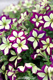 48 Favourite Small Yard Landscaping Flower Garden Design Blumengarten Design Topfblumen Petunien