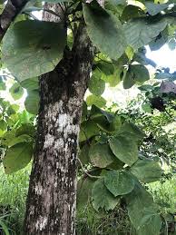 Image result for Tectona grandis