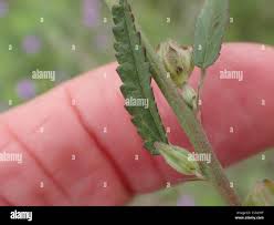 Image result for Sida dregei