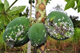 Papaya trees are tropical plants that produce. New Research Maps Potential Global Spread Of Devastating Papaya Mealybug Pest Eurekalert Science News