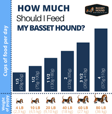 Sign up to the free course now. How Often Can A Basset Hound Eat Basset Hound Enthusiast
