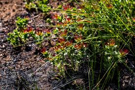 Image result for Basananthe sandersonii