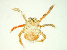 Image result for Trombicula autumnalis