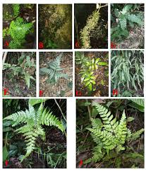 Image result for Trichomanes crispiforme