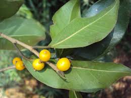 Image result for Fuirena microcarpa