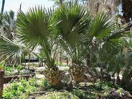 We did not find results for: Why Does New Orleans Plant Palm Trees Instead Of Native Trees On Public Land Is It A Problem With The Tree Roots Quora